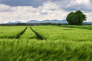 field, agriculture, track-5137778.jpg